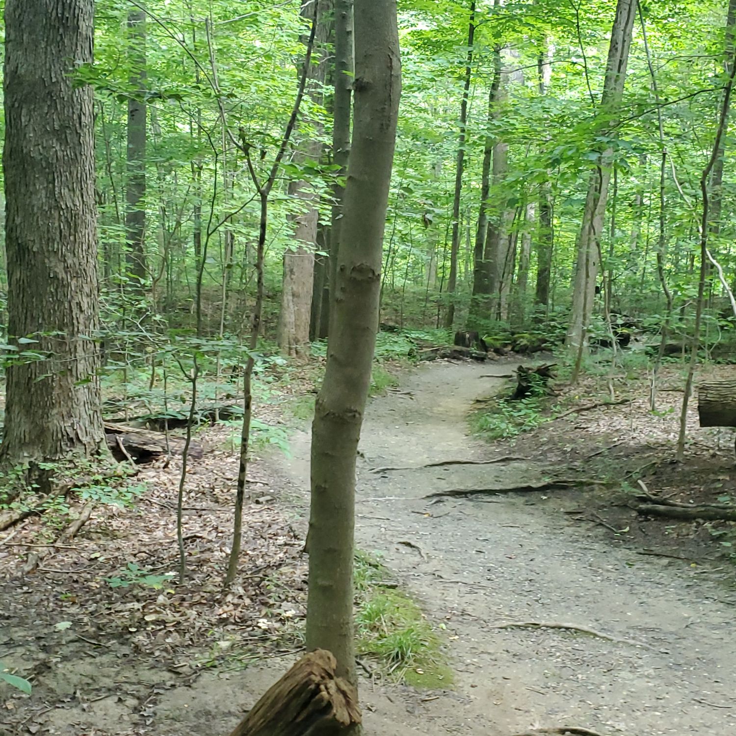 Ledges and Pine Grove Trails 